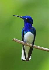 White-necked Jacobin